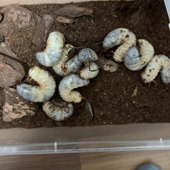 栃木県産カブトムシの幼虫
の画像