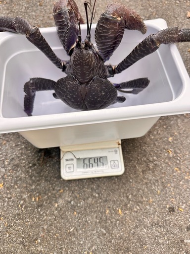 観賞用ヤシガニ