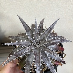 ディッキア ゴエリンギー×ML 子株の画像