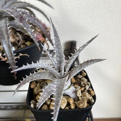 ディッキア ゴエリンギー×ML 子株の画像