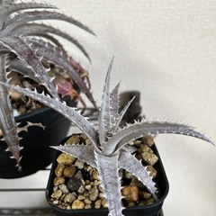 ディッキア ゴエリンギー×ML 子株の画像