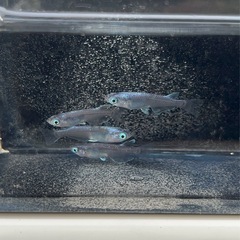 ☀︎ジャパンブルー☀︎(メダカ)の画像