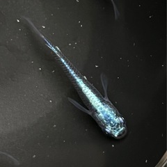 ☀︎ジャパンブルー☀︎(メダカ)の画像