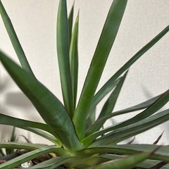 アガベ バーントバーガンディの画像