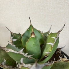 アガベ オテロイ
の画像