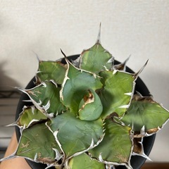 アガベ オテロイ
の画像