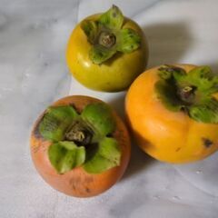 無農薬栽培富有柿の画像