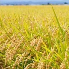 令和7年度産ヒノヒカリ100%②の画像