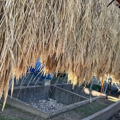 無農薬の稲藁　わら　未除草剤　2025年10月産　8束につき1500円の画像