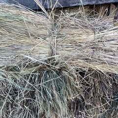 無農薬の稲藁　わら　未除草剤　2025年10月産　8束につき1500円の画像