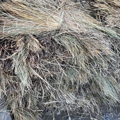 無農薬の稲藁　わら　未除草剤　2025年10月産　8束につき1500円の画像