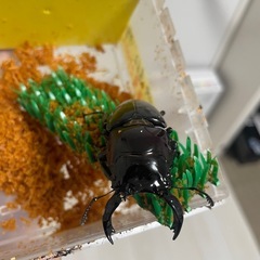 赤レギウスオオツヤクワガタ　ペアの画像