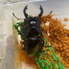 赤レギウスオオツヤクワガタ　ペア