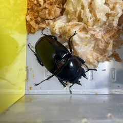 赤レギウスオオツヤクワガタ　ペアの画像