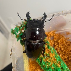 赤レギウスオオツヤクワガタ　ペアの画像