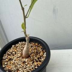 バオバブの木
の画像