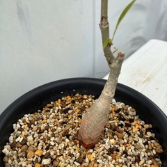 バオバブの木
の画像