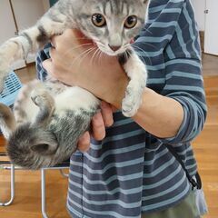 譲渡会参加　キジネコちゃん