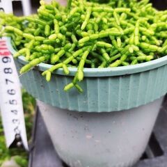 [お取引決定しました]リプサリス？※今月の８日までの募集の画像