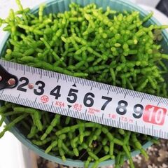 [お取引決定しました]リプサリス？※今月の８日までの募集の画像