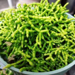 [お取引決定しました]リプサリス？※今月の８日までの募集の画像