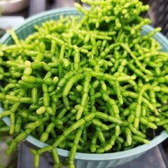 [お取引決定しました]リプサリス？※今月の８日までの募集の画像