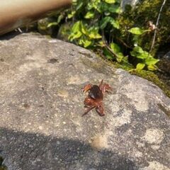 令和7年産農家の新米30kg（１等米玄米）②の画像