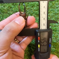 メタリフェルホソアカクワガタ　パープル血統の画像