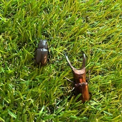 メタリフェルホソアカクワガタ　パープル血統の画像