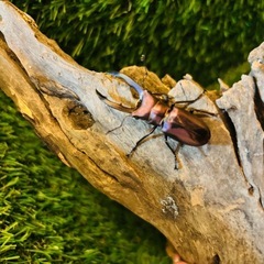 メタリフェルホソアカクワガタ　パープル血統の画像