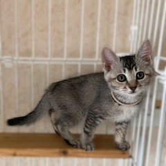 おっとり系？な『くるみちゃん』