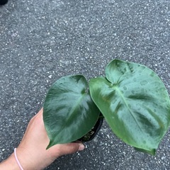 モンステラ　幼苗の画像