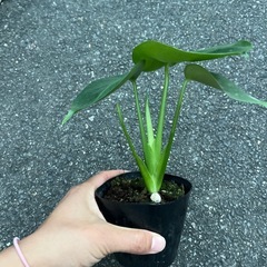 モンステラ　幼苗の画像