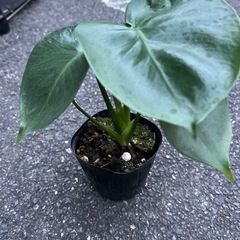 モンステラ　幼苗の画像