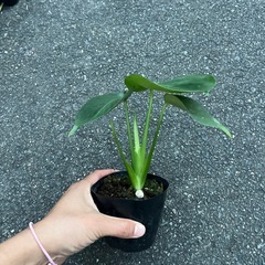 モンステラ　幼苗の画像