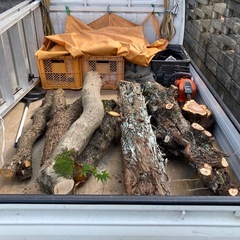 薪にいかがですか？ 楡 杉 紅葉などミックスですの画像