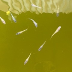 【メダカ】白ブチラメ幹之サファイア系DWの画像