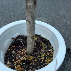 アポロゴムの画像