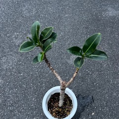 アポロゴムの画像