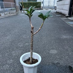 アポロゴムの画像