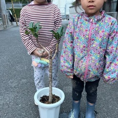 アポロゴムの画像