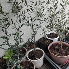 オリーブの木　1鉢の画像