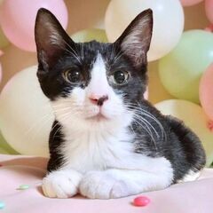 11月９日(日)三鷹で猫の譲渡会🐹❤️🐹黒白の女の子生6ヶ月　友...