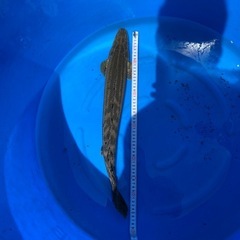 熱帯魚 ポリプテルス各種売ります！3000円〜水槽の画像