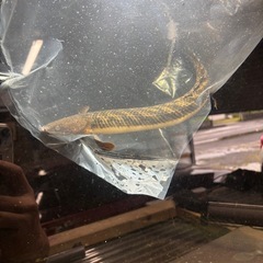 熱帯魚 ポリプテルス各種売ります！3000円〜水槽の画像