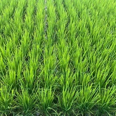 令和7年産選別で 外れた小さい米や未熟米など30kg玄米の画像