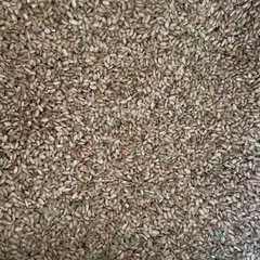 令和7年産選別で 外れた小さい米や未熟米など30kg玄米の画像