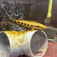 熱帯魚 アフリカンスネークヘッド 水槽の画像