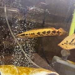熱帯魚 アフリカンスネークヘッド 水槽の画像