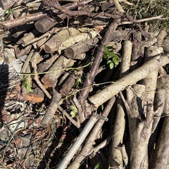 木の枝（広葉樹）　薪
の画像